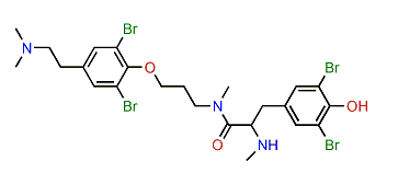 Anomoian D